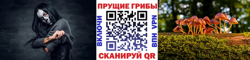 Псилоцибиновые грибы Psilocybe Княгинино